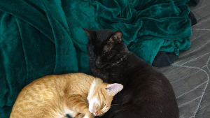 Lost Pet: Abbath