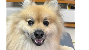 Lost Pet: Lucky