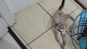Lost Pet: Chico