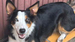 Lost Pet: Nix