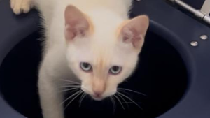 Lost Pet: Ze Gabiru