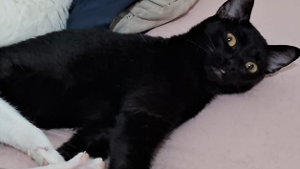 Lost Pet: SOL