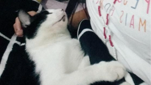 Lost Pet: Romei
