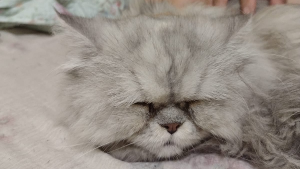 Lost Pet: cristal