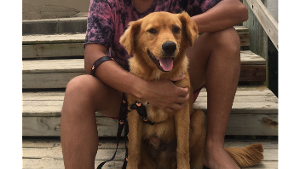 Lost Pet: Bolinha