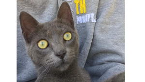 Lost Pet: Calebe